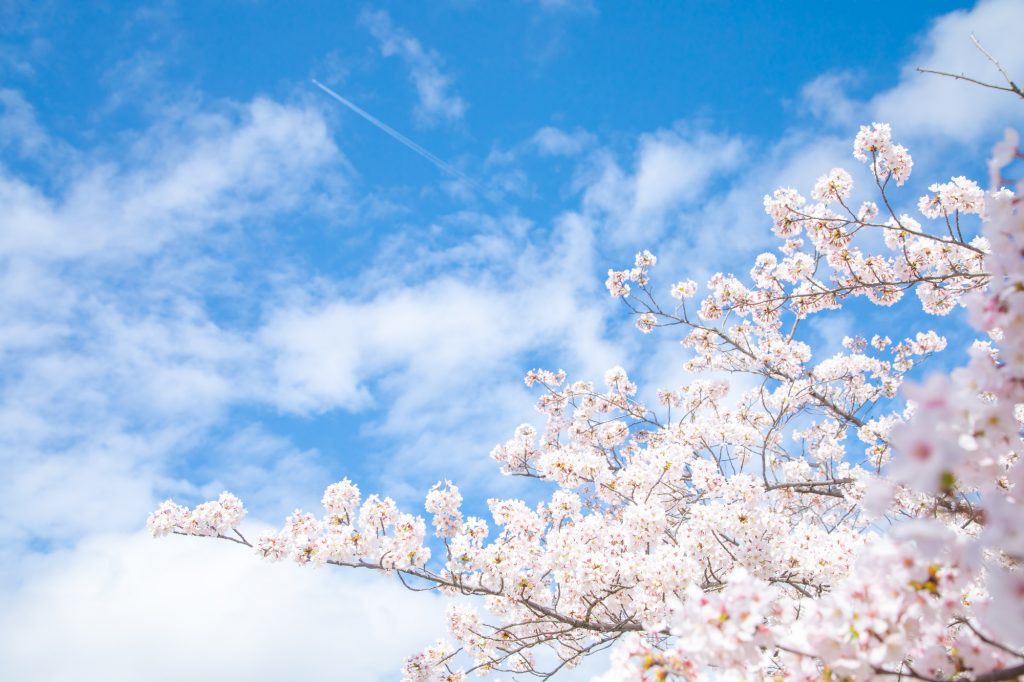 桜咲いたら1年生