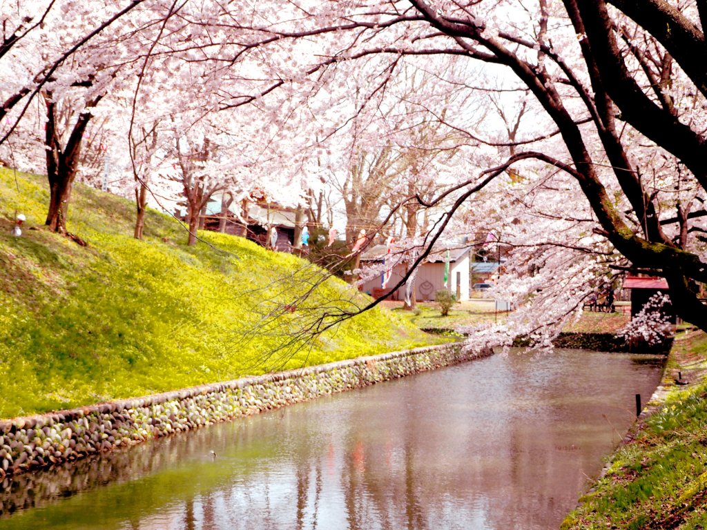 蔵王堂城跡の桜